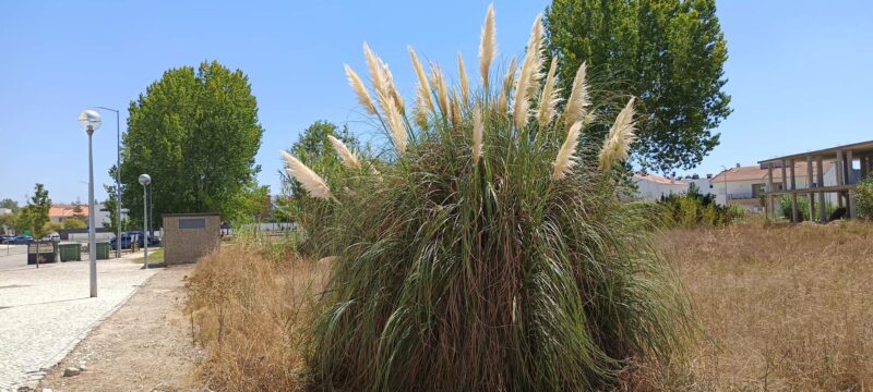 Cortaderia