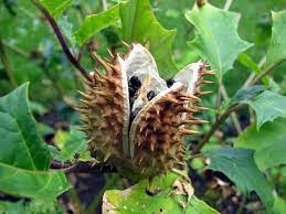 Datura_stramonium
