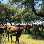 Group logo of Produção animal, pastagens e sistemas agroflorestais mistos
